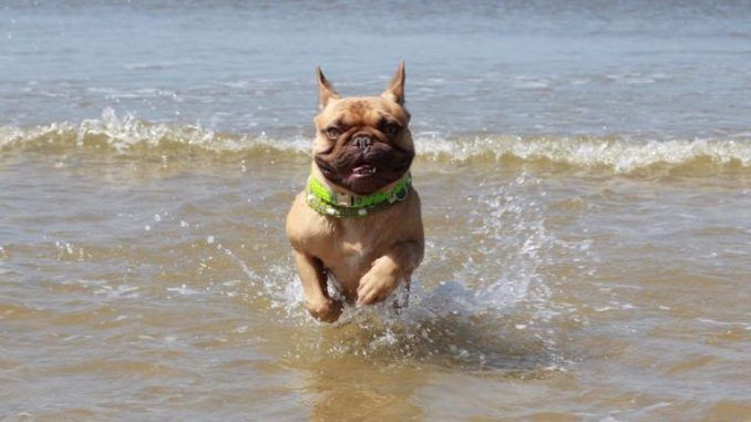 französische Bulldogge