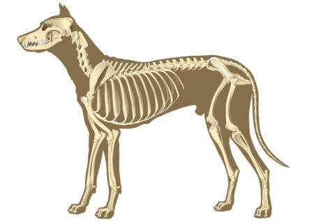 Arthrose beim Hund - so kannst du ihm helfen