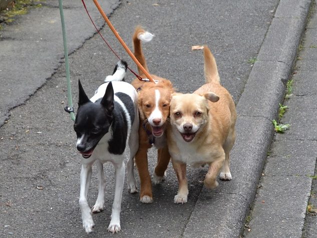Schnell wieder Heim, ehe ein anderer Hund auftaucht