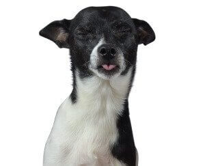 gesunde Hunde