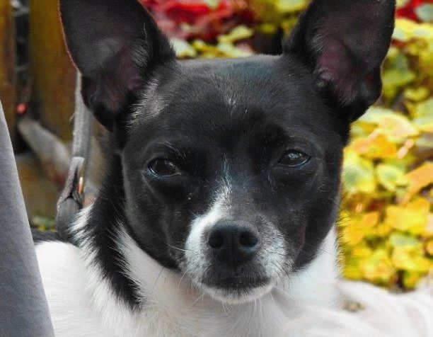 Was willst du? Ich bin sooo lieb Sind Hunde launisch?