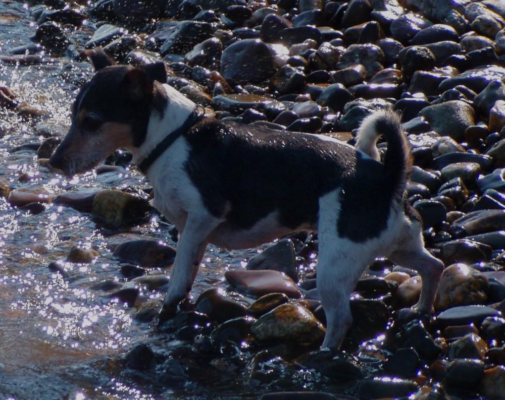 Rassehund Jack Russell