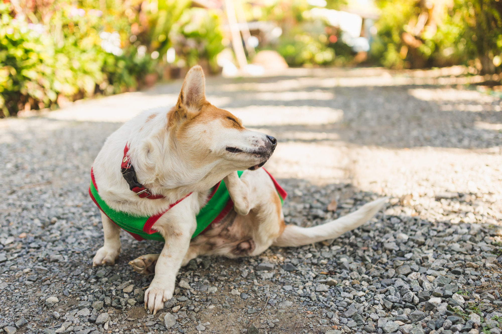 Ohrenentzündung beim Hund, warum und wie behandeln?