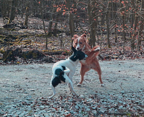 ... dir zeig ich's Mit drei Hunden durch die Corona-Zeit