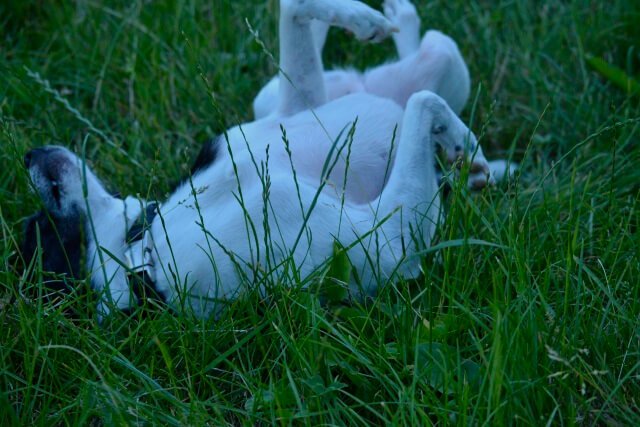Zecken verstecken sich gerne im Gras Zecken verstecken sich gerne im Gras