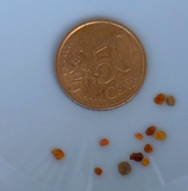 Blütenpollen für Hunde Blütenpollen im Größen-Vergleich.