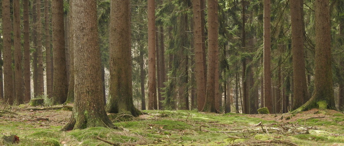 Eichhörnchen