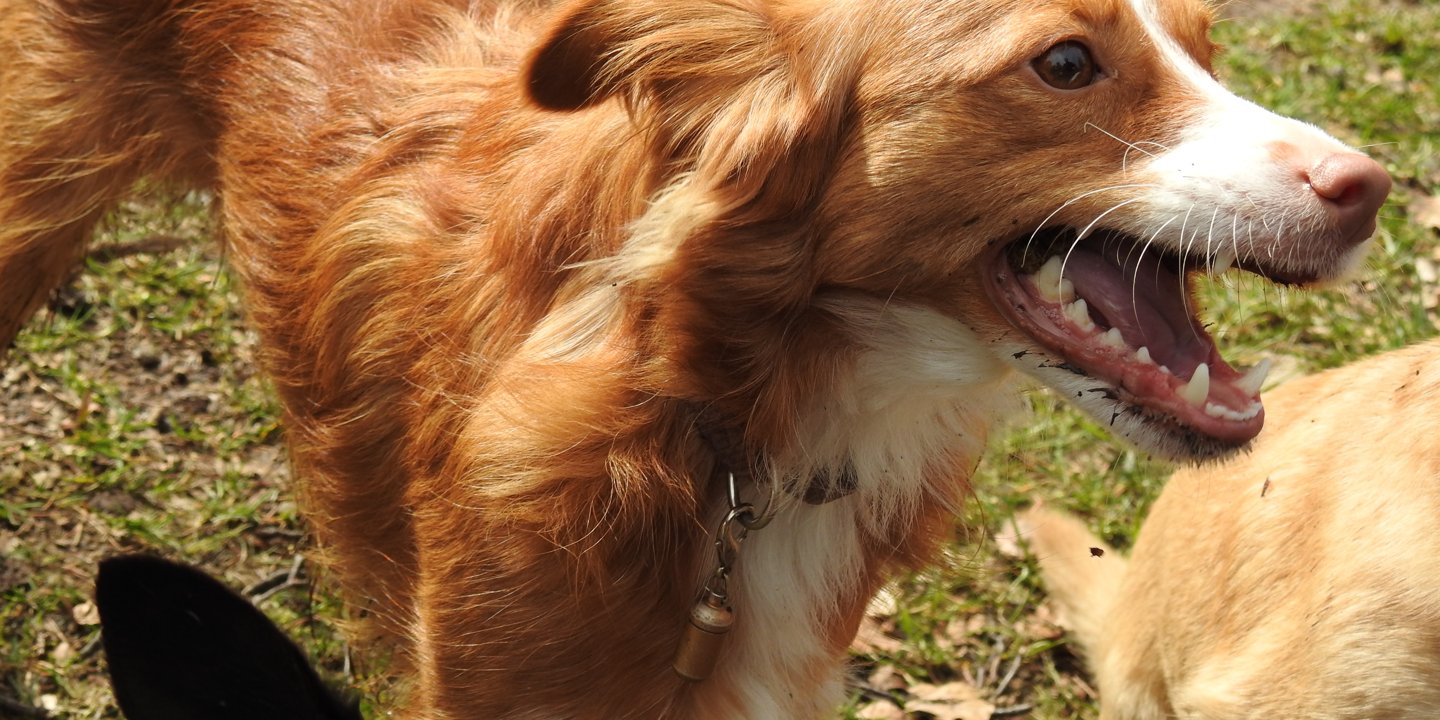 Hund Kastrieren Warum Das Unserer Meinung Nach Deutlich Mehr