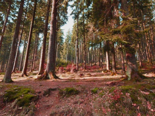 wunderschöne Natur Jeder Baum ist einzigartig, jeder Mensch auch