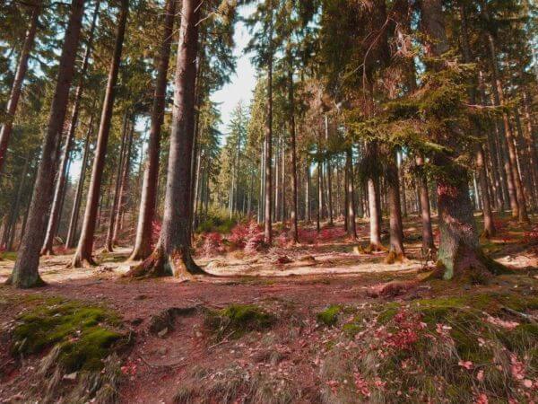 wunderschöne Natur Jeder Baum ist einzigartig, jeder Mensch auch