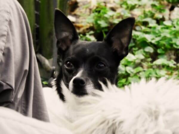 Wie sehen Hunde? Amy's Augen lügen nicht
