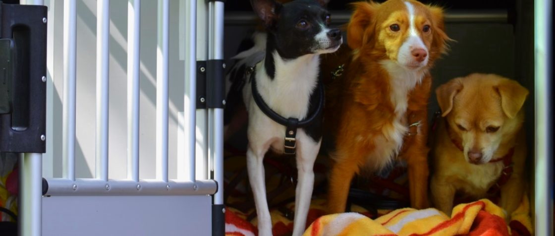 Wir gehen in den Hundepark