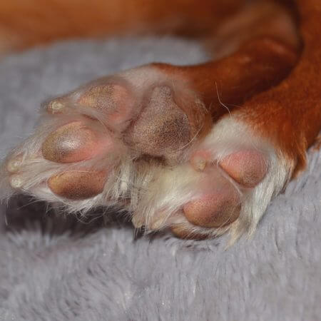 ... schmutzig, aber gesund Jojobaöl als Pflegemittel für Hunde