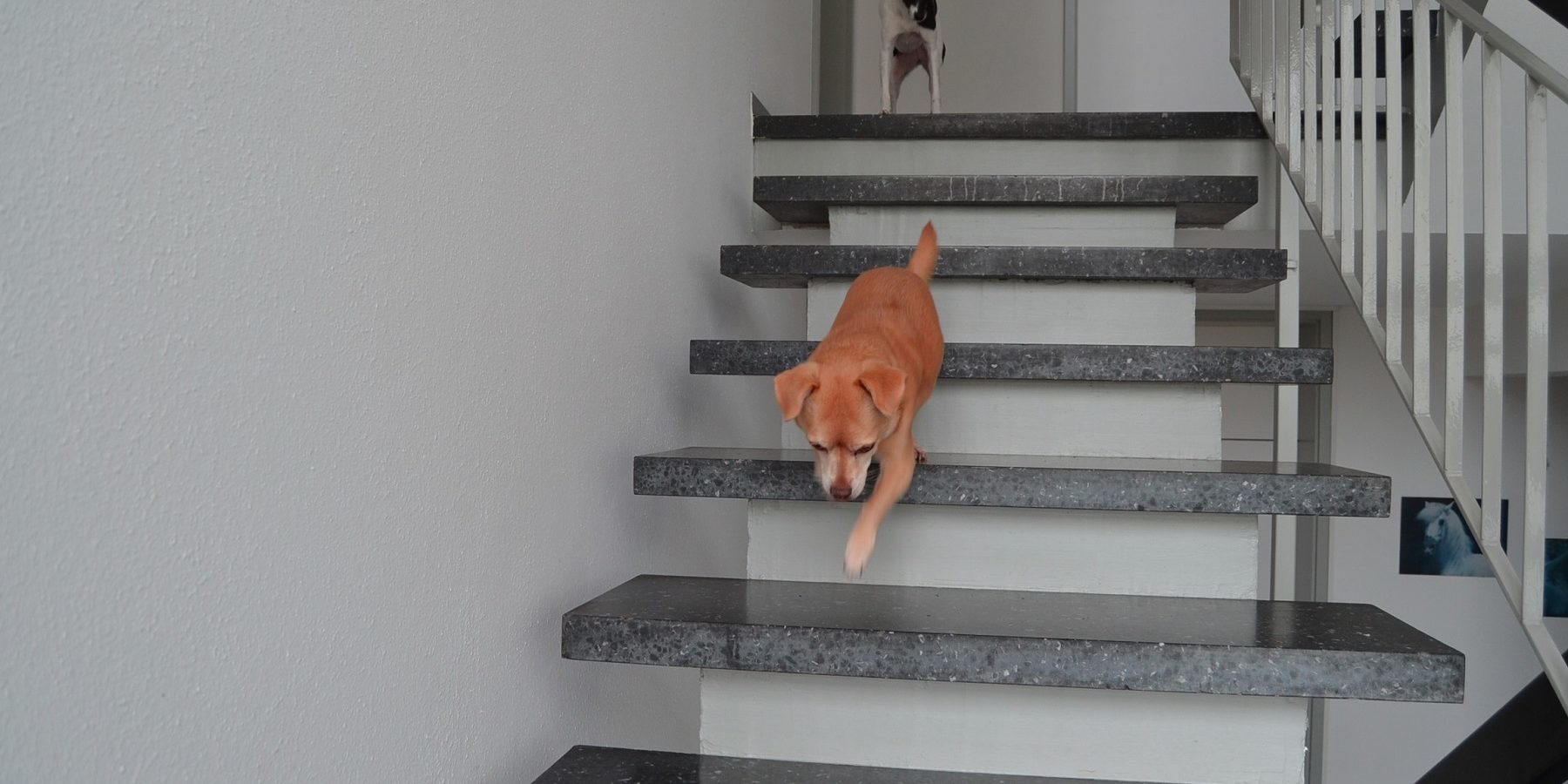 Welpen Und Treppen Ab Wann Durfen Welpen Treppen Steigen