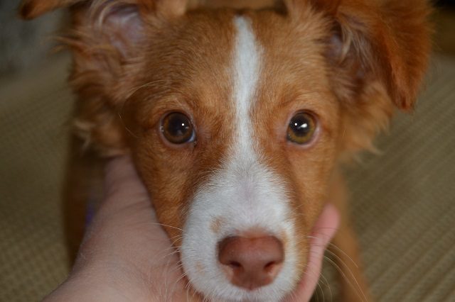 Hund zerreist tempos