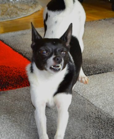 Hallo...., ich rede mit dir Launischer Hund.