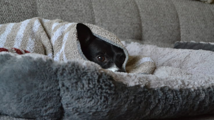 Brrrr...., heut is aber wieder frisch Hunde können launisch sein.