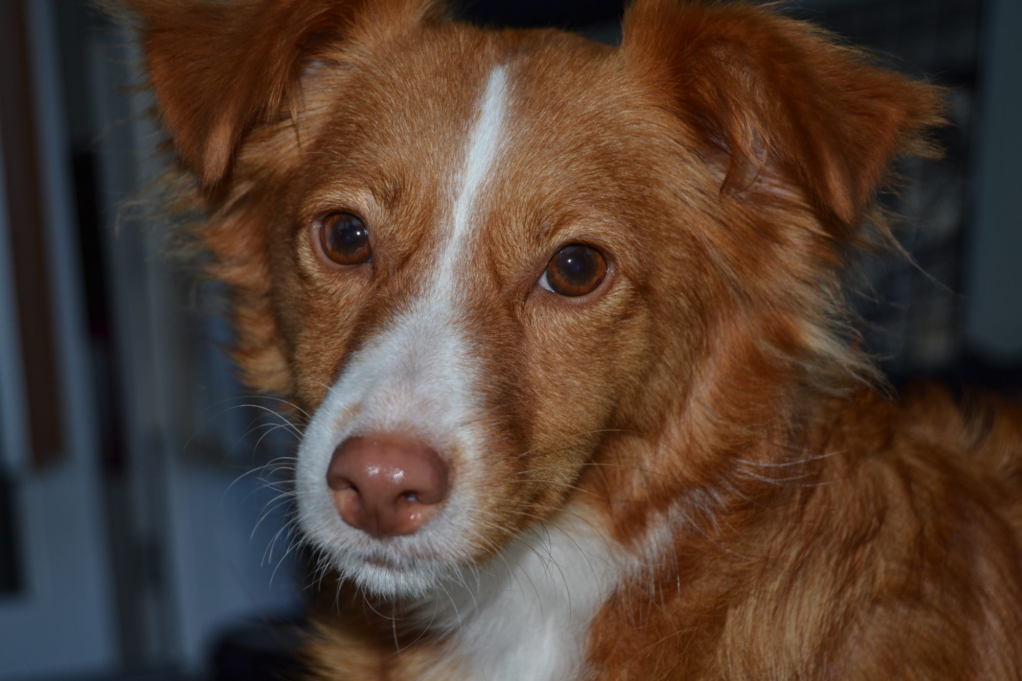 .... Frauchen sagt, mit Hanföl für Hunde geht das