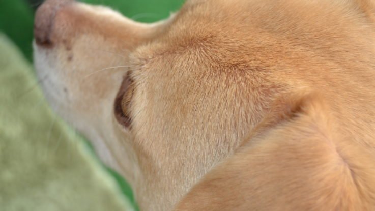 Hundepsychologie