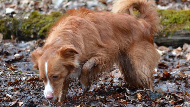 Hundebademantel - zurecht oder nicht?