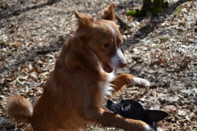 Zahnpflege beim Hund