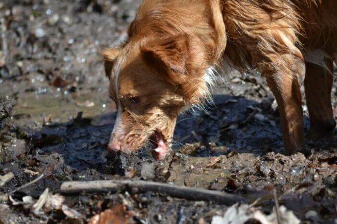 Parvovirose beim Hund - Symptome, Ursachen, Vorbeugung