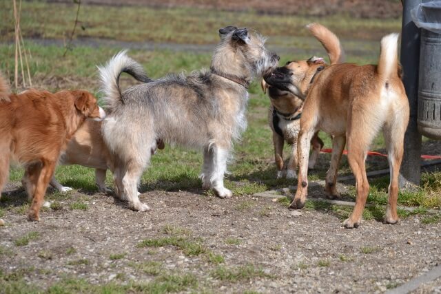 Die meisten Hunde sind willkommene "Opfer".