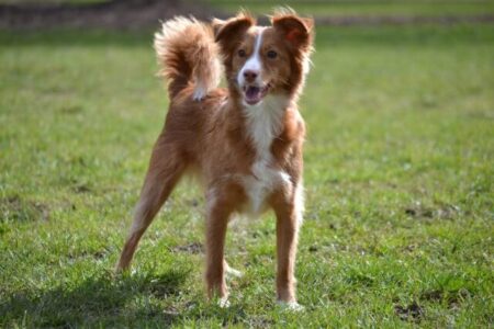 Die Friese sitzt mit Jojobaöl Jojobaöl als Pflegemittel für Hunde