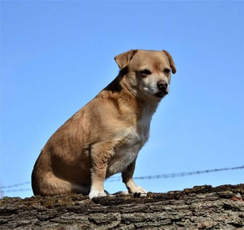 Arthrose beim Hund - so kannst du ihm helfen