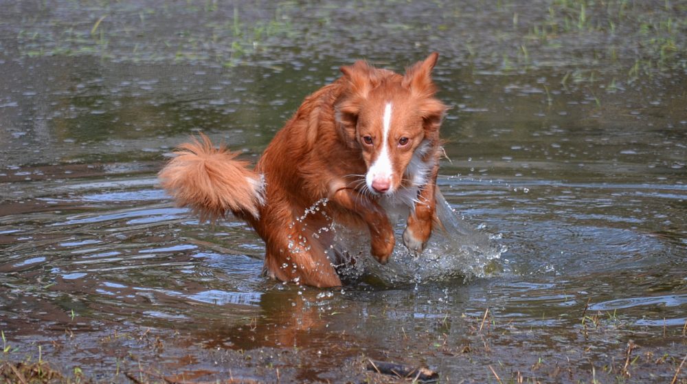 .....was schwimmt denn da?