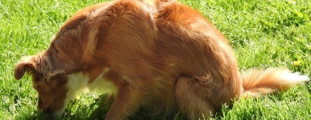 Hunde erbrechen gelegentlich gelben Schleim Hunde erbrechen gelegentlich gelben Schleim