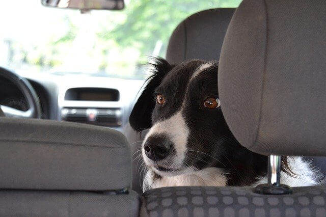 Vielleicht doch lieber eine Hundebox? Hundeboxen im Crash-Test