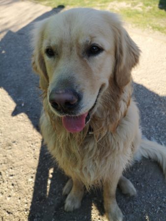.... jetzt gib schon her, ich hab's mir verdient Mit drei Hunden durch die Corona-Zeit