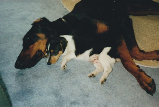 Mehrhundehaltung Mehrhundehaltung