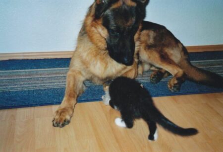 Ich hab keine Lust auf Doktorspielchen Vorsorgeuntersuchung beim Hund