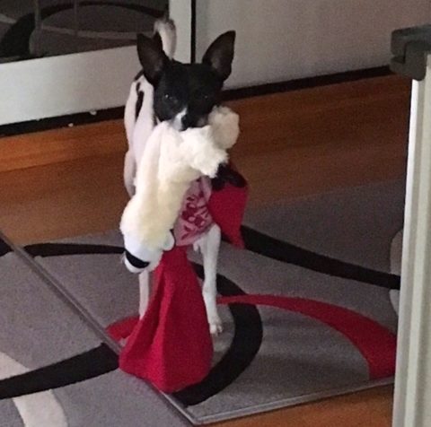 Ich sagte JETZT Was Amy will, muss gemacht werden. Hunde können launisch sein.