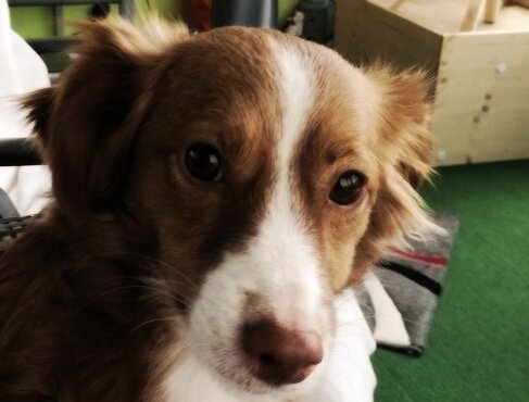 Diese Augen, einfach goldig Sasha' Blick steckt voller Liebe
