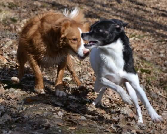 Hund kastrieren Hund spielt