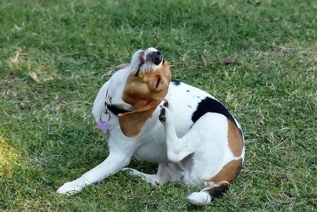 Hausmittel gegen Milben beim Hund Hausmittel gegen Milben beim Hund