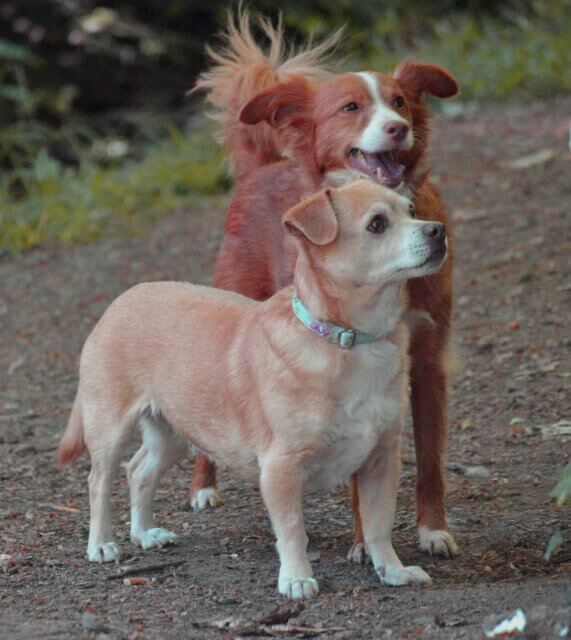 Alter Hund mein altes Mädchen.