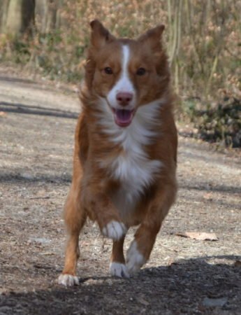 Jeder Hund muss das tun dürfen, was ihm liegt.