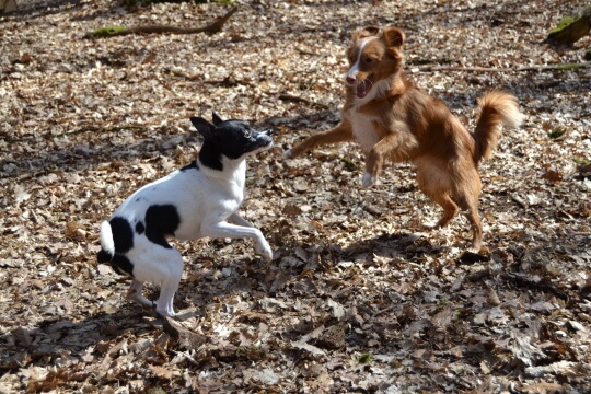 Hunde, die Hunde sein dürfen.
