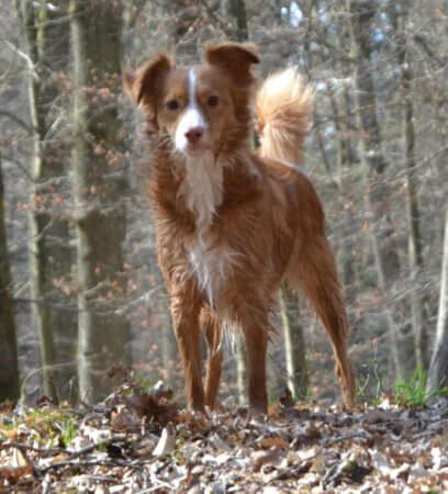 ... und wo geht's jetzt lang? Mit drei Hunden durch die Corona-Zeit