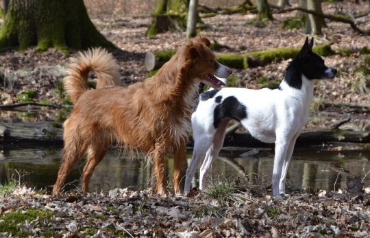 Zwei Hunderassen? Nein, zwei Hunde. Hunderassen
