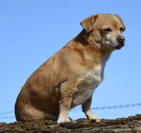 Nele - kein Rassehund