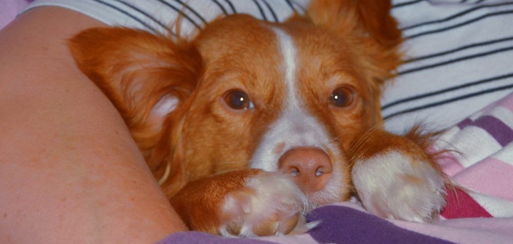 Ich passe gut unter die Decke, ja das Leben ist einfach herrlich Glück gehabt, keine Dogge geworden
