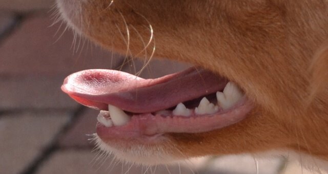 Zahnfleischerkrankungen bei Hunden die 5 häufigsten Anzeichen