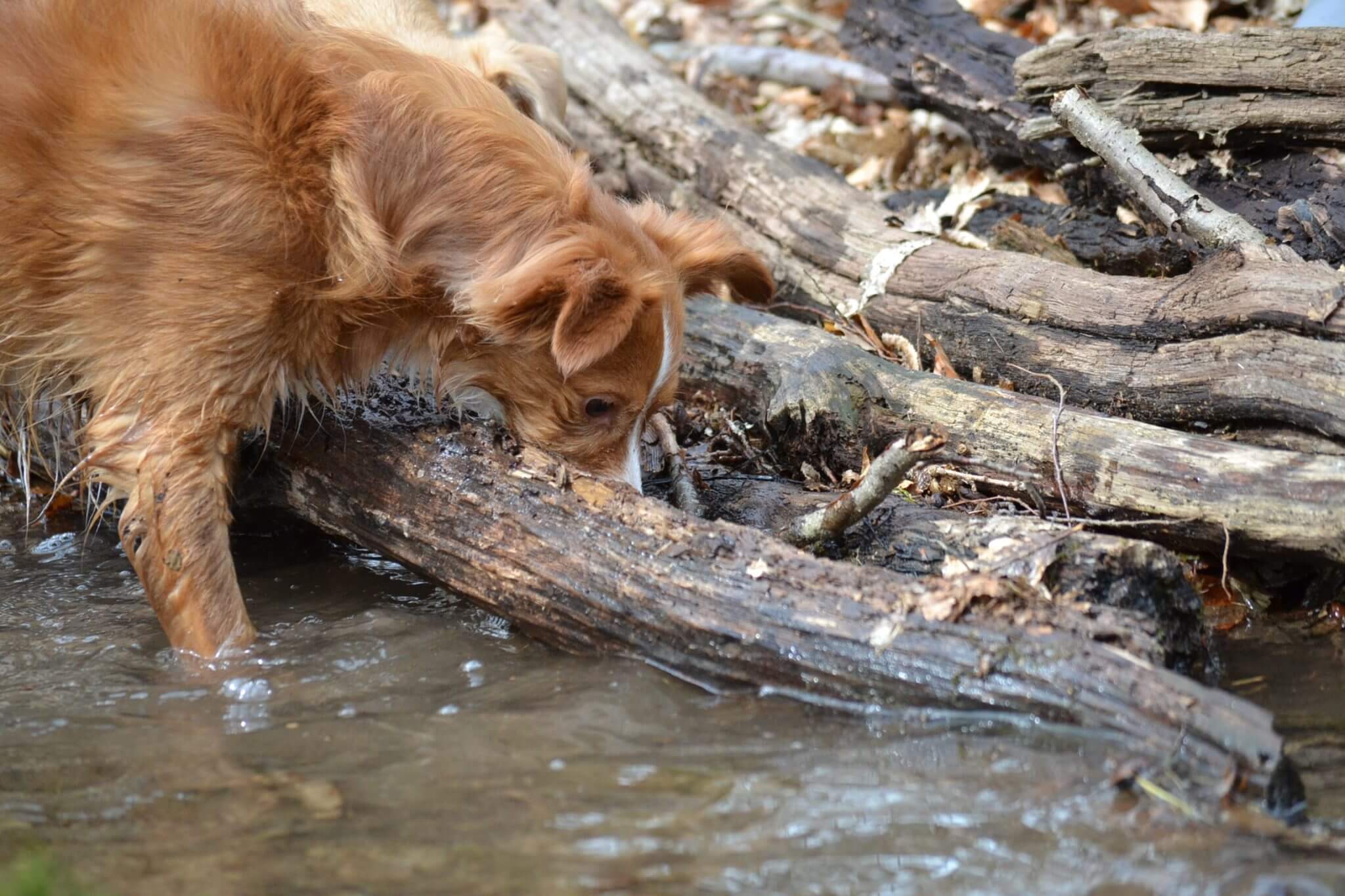 Apfelessig für Hunde die saure Lösung hat ungeahnte Power