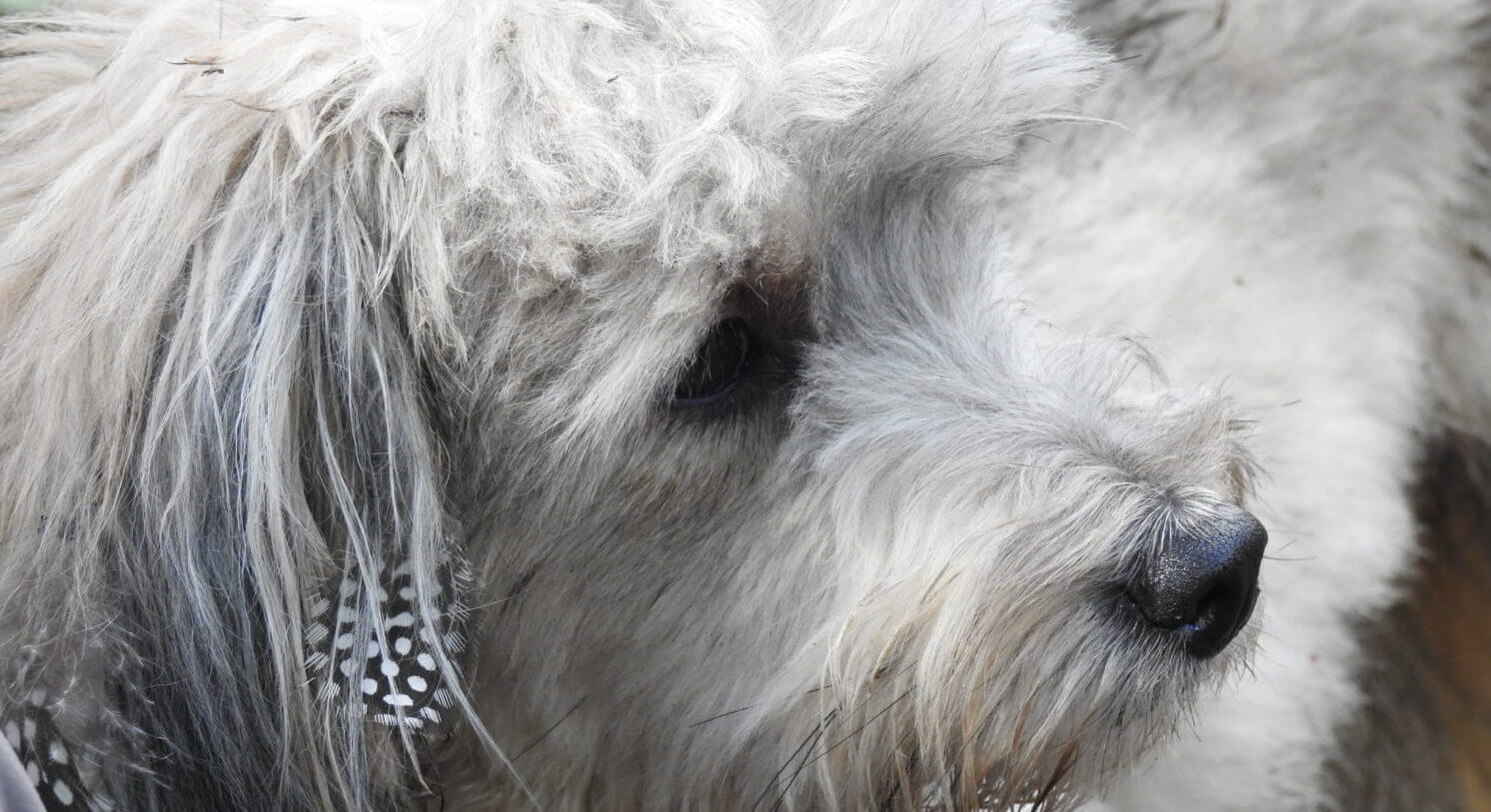 Bauchspeicheldrüsenentzündung beim Hund