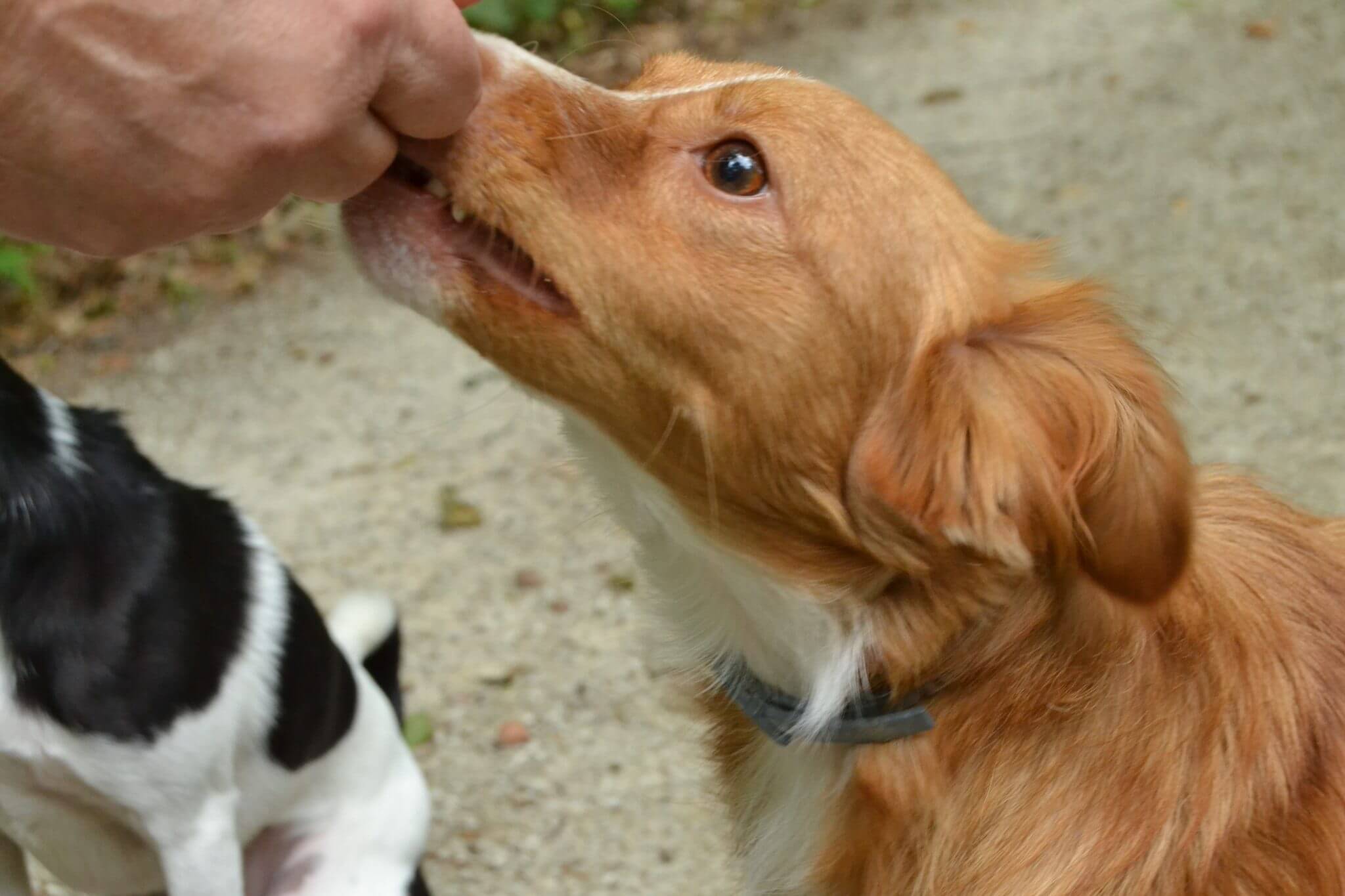 Blähungen beim Hund alles über Ursachen und was du tun kannst